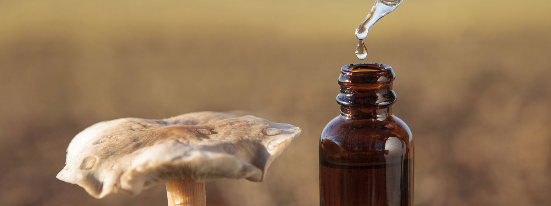 Mushroom tinctures are concentrated liquid extracts crafted by soaking medicinal and functional mushrooms in an alcohol-based solvent such as Lab Alley brand
USDA certified organic cane alcohol 190 proof.