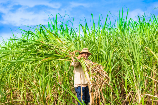 Organic cane alcohol, also known as organic sugar cane alcohol, organic sugarcane alcohol is a type of ethanol (ethyl alcohol) produced by fermenting and distilling sugar cane juice from the sugar cane plant.